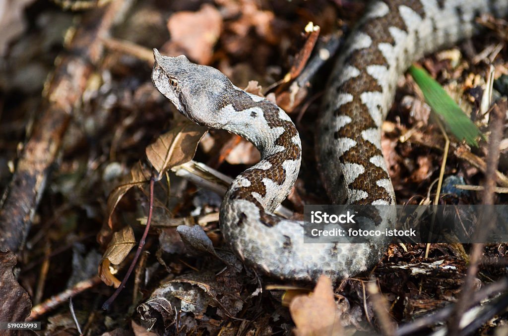 Viper ammodytes Vipera ammodytes or nose horned viper, the most dangerous European poisonous snake in natural habitat Adder Stock Photo