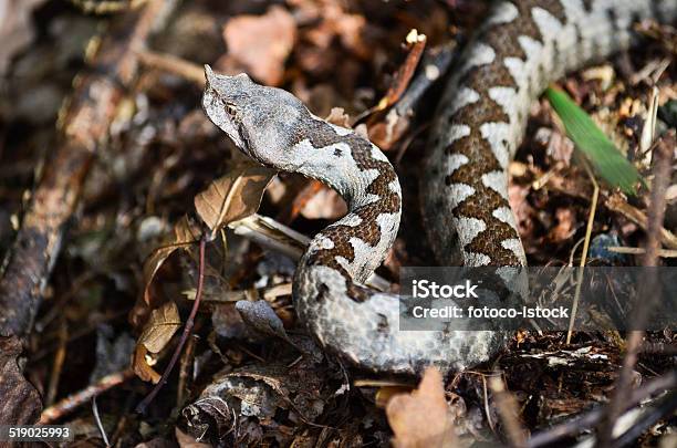 Viper Ammodytes Stock Photo - Download Image Now - Adder, Aggression, Animal