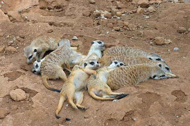 istock Meerkat gang or family 519026539