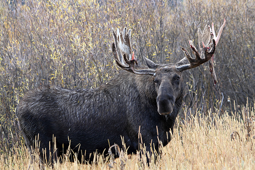 A male moose, still in partial velvet, at Grand Teton National Park