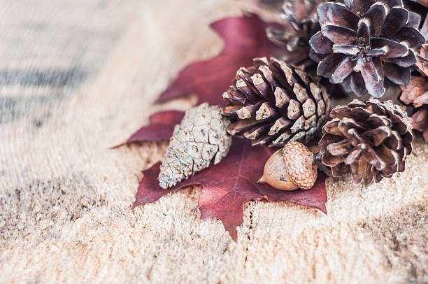 istock fir cones on a wooden board with leaves 519029069