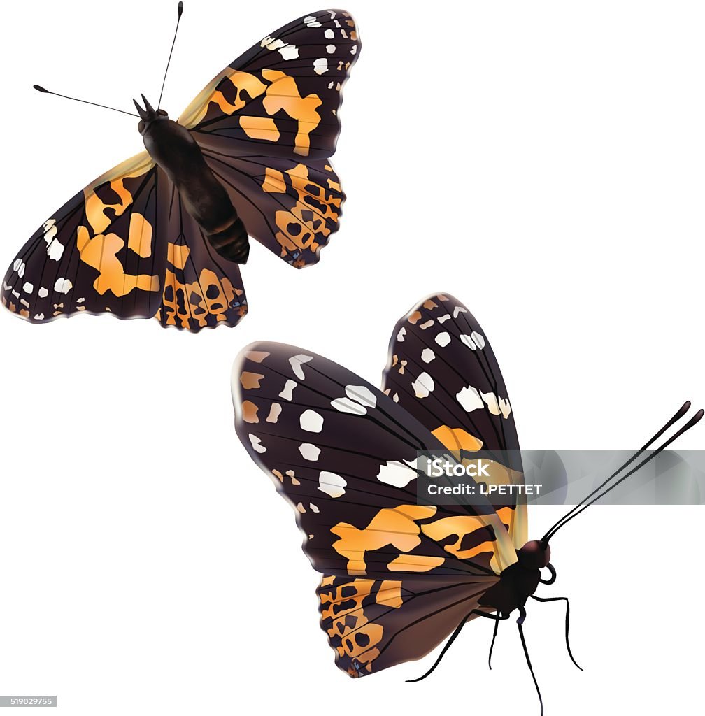 Painted Lady Butterfly Isolated On White- Vector Painted Lady Butterfly - Vector Painted Lady Butterfly stock vector