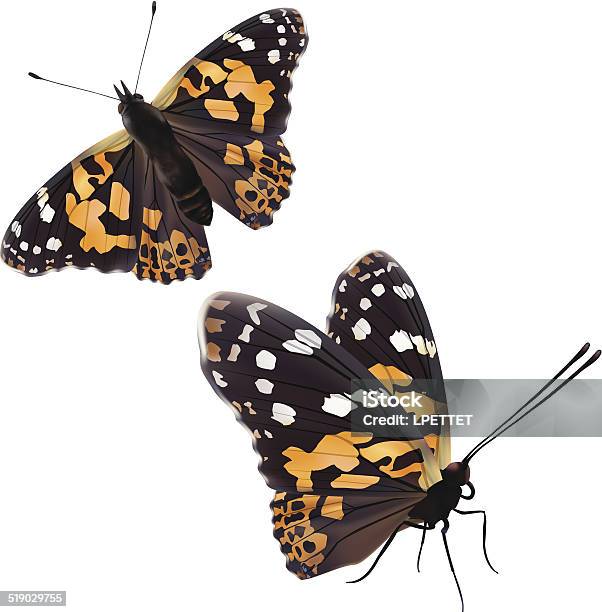 Painted Lady Butterfly Isolated On White Vector Stock Illustration - Download Image Now - Painted Lady Butterfly, Eastern Tiger Swallowtail, Butterfly - Insect