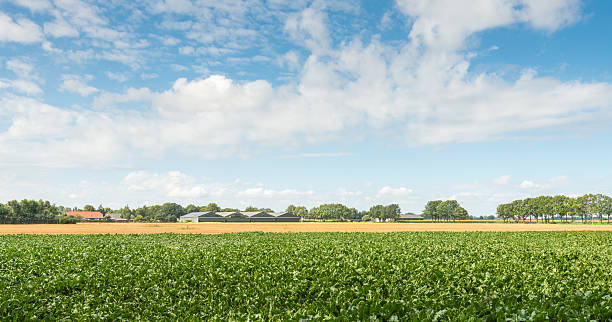 istock Rural landscape in summertime 519030979