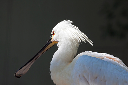 White spoonbill in the sun in a zoo