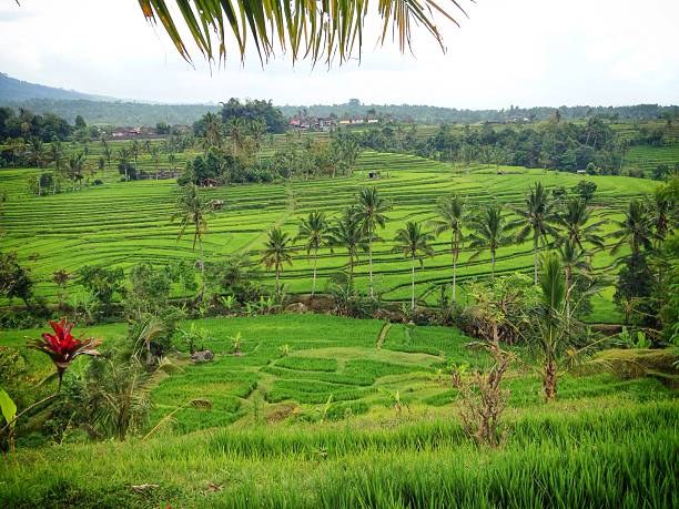 istock Jatiluwih rice paddies in Bali, Indonesia 519032241
