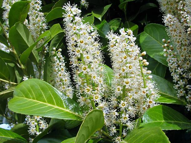 istock The image of Laurels plant ( Prunus Laurocerasus ). 519038038