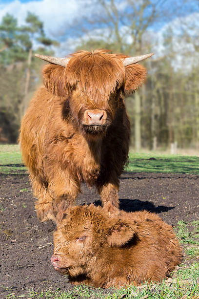 mãe escocês highlander vaca bezerro perto de recém-nascido - calf cow mother animal - fotografias e filmes do acervo