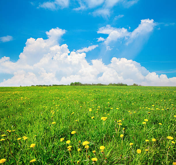 istock yellow  flowers under blue cloudy sky 519042644