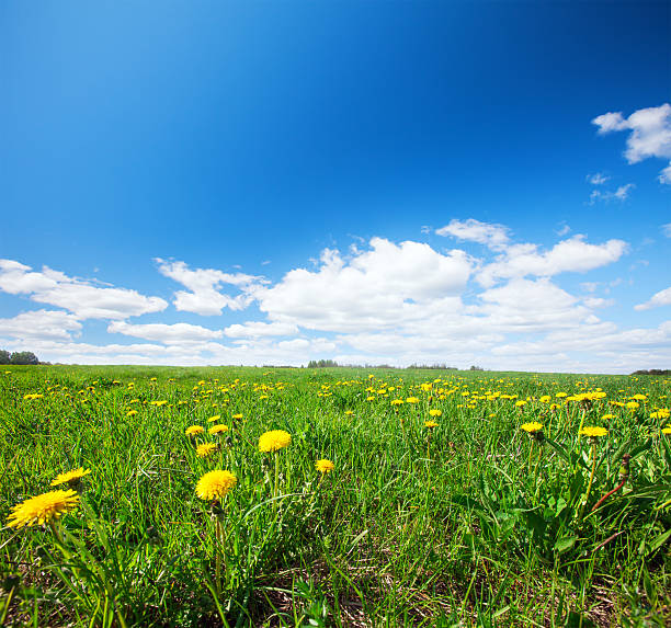 istock Green field with flowers under blue cloudy sky 519043618