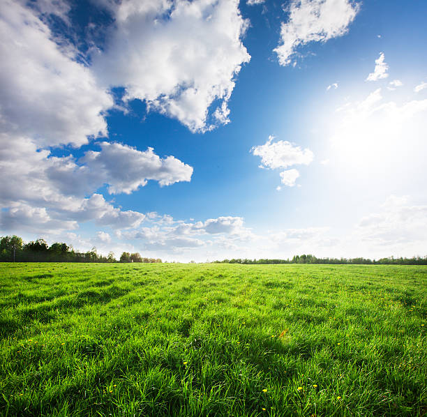 istock Green field with flowers under blue cloudy sky 519043710