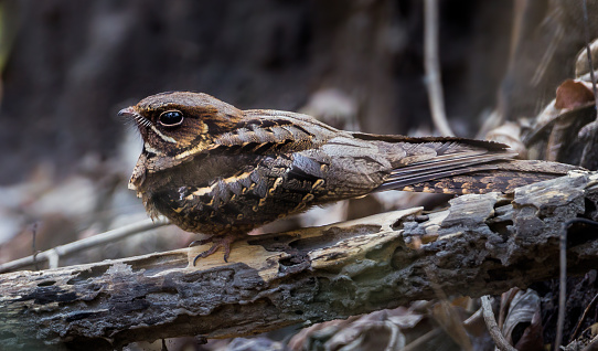 Large-tailed Nightjar(Caprimulgus macrurus) on the wood in real nature in Thailand