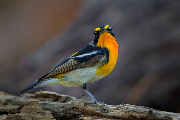istock Right side of Narcissus flycatcher 519046094