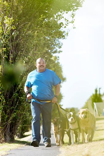 Adult male dog walker walking outdoors on a tree lined pathway holding his large dogs on leashes.