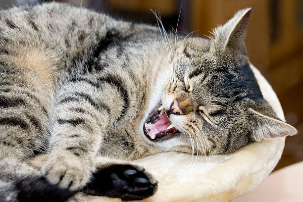 istock Tabby domestic cat relaxing, yawning 519046627