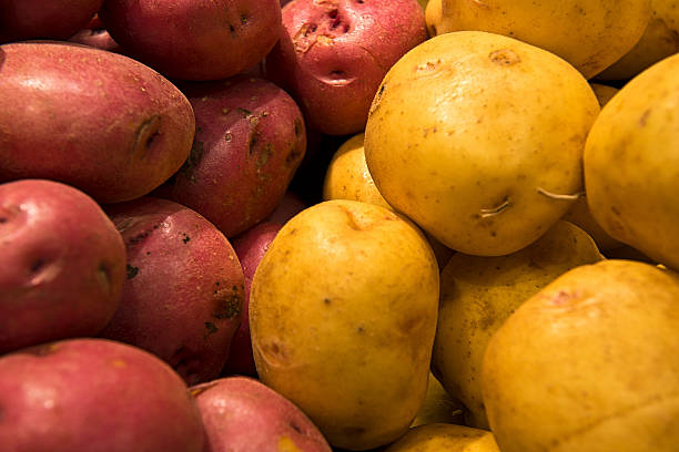 pomme de terre - fingerling potato yukon gold potato vegetable raw potato photos et images de collection