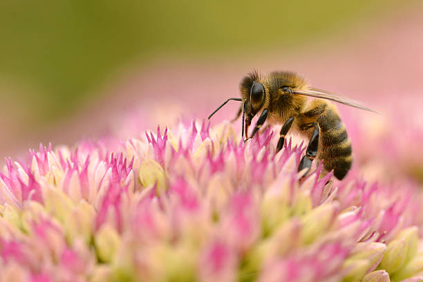 istock Honey bee feeding on sedum flower 519047025