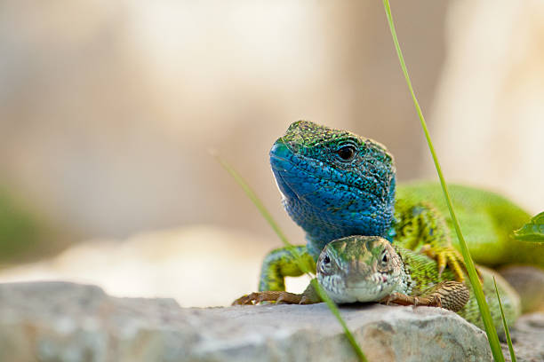 European green lizard couple on stones. The lizards are in their pairing-season. At this time the male's neck turns to be remarkably blue.