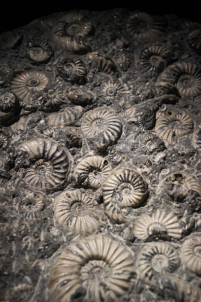istock ammonite fossil embedded in stone, shell for fuel 519047793