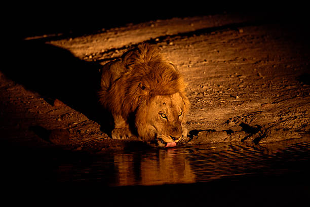 boisson en fin de soirée - lion africa safari south africa photos et images de collection