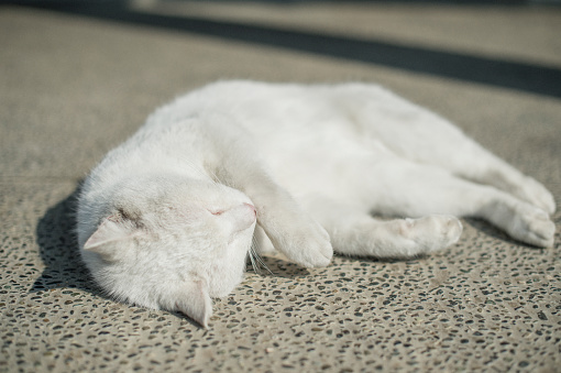 Playful cat lying on stone floor