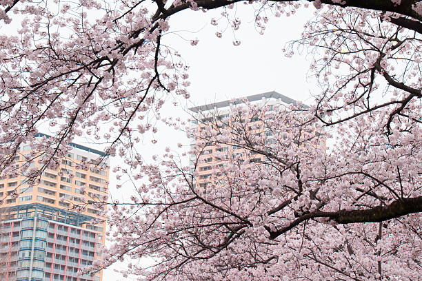 istock Cherry blossoms in full bloom and the apartment 519048410