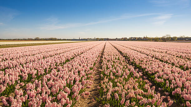 istock Rows of pink blooming Hyacinths 519048551