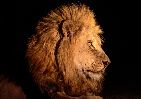 Head shot of a male lion at night