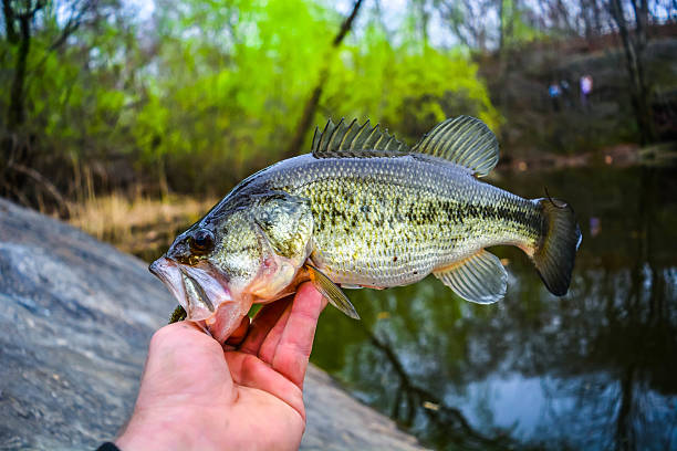istock Bass in central park new york 519048888