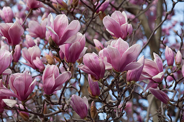 istock Saucer magnolia flowers 519049238