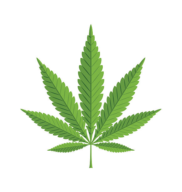 Marijuana hemp leaf on white background Marijuana hemp (Cannabis sativa or Cannabis indica) leaf on white background weed leaf stock illustrations