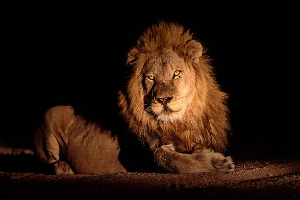 istock magnificent male lion in the dark 519049606
