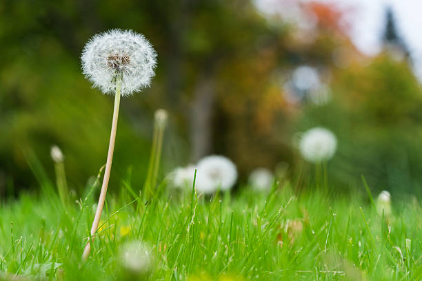 istock Dandelions in a green meadow 519049656