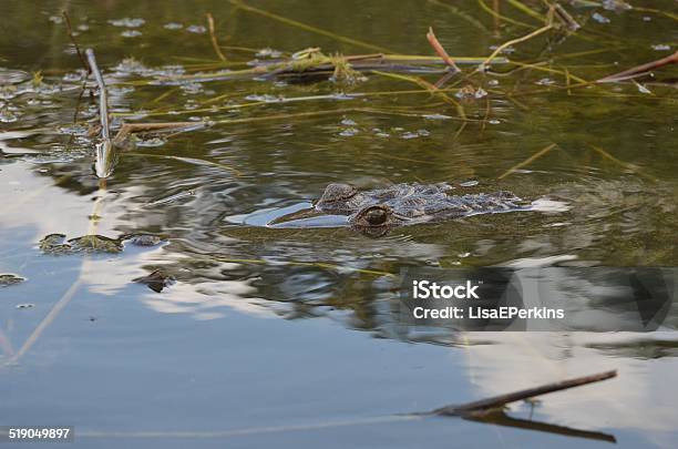 Morelets Crocodile Stock Photo - Download Image Now - Aggression, Animal, Animal Body Part