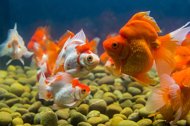 istock Goldfish in aquarium with green plants 519049941