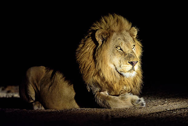istock lion discovered on a night safari 519049948