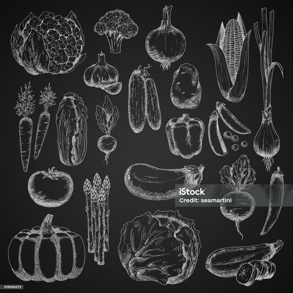 Chalk sketches of farm vegetables Vegetables chalk sketches on blackboard with tomato, chilli and bell peppers, carrot and cabbage, eggplant and potato, cucumber and onion, corn cob and beet, broccoli and pea, garlic and pumpkin, zucchini and radish, cauliflower and chinese cabbage, scallion and bundle of asparagus Agriculture stock vector