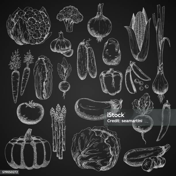 Chalk Sketches Of Farm Vegetables Stock Illustration - Download Image Now - Agriculture, Asparagus, Beet