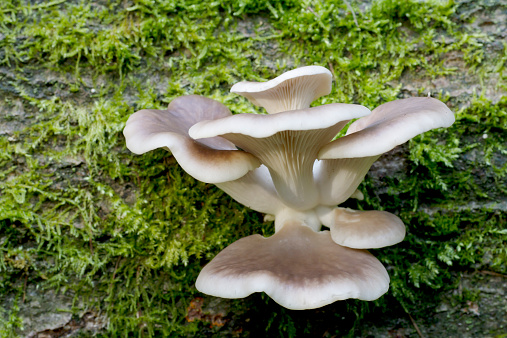 Pleurotus ostreatus (Jacq. ex Fr.) Kummer. Oyster Mushroom, Pleurote en forme d'huître, Oreillette, Mouret, Poule de bois, Austernseitling, Austernpilz, Késõi laskagomba, Gelone, orgella, agarico ostreato, pinnella, Oesterzwam. Cap 6–14cm across, shell-shaped, convex at first then flattening or slightly depressed and often wavy and lobed at the margin or splitting, variable in colour; flesh-brown or deep blue-grey later more grey-brown. Stem 20–30´10–20cm, excentric to lateral, or absent, white with a woolly base. Flesh white. Taste and smell pleasant. Gills decurrent, white at first then with a yellowish tinge. Spore print lilac. Spores subcylindric, 7.5–11 x 3–4um. Habitat often in large clusters on stumps and fallen or standing trunks, usually of deciduous trees, especially beech. Season all year. Common. Edible and good. Distribution, America and Europe (source R. Phillips).