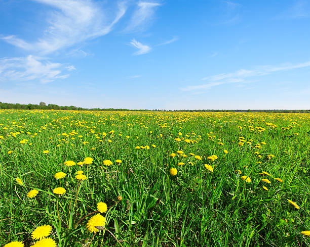 istock yellow  flowers under blue cloudy sky 519050456