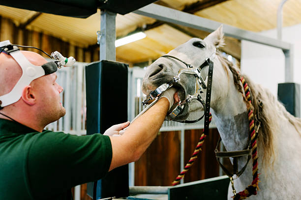 istock Equine dental care 519050475