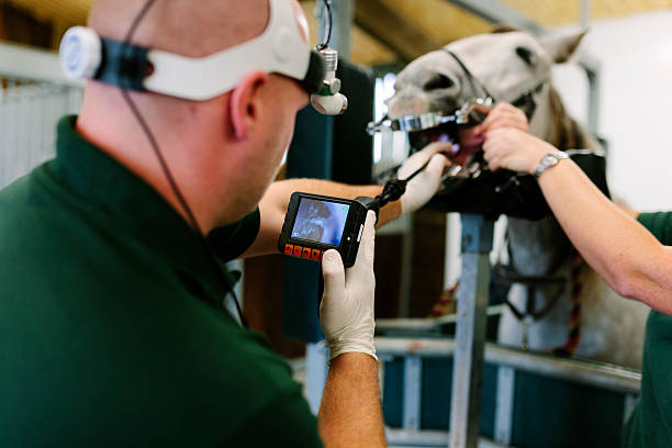 Equine dental surgery