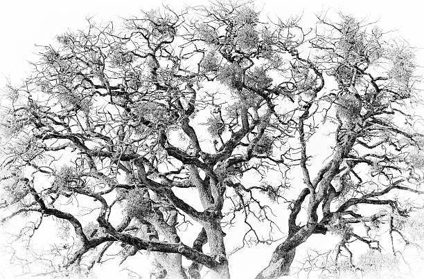 istock Black and white of a Oak Tree and mistletoe 519050773
