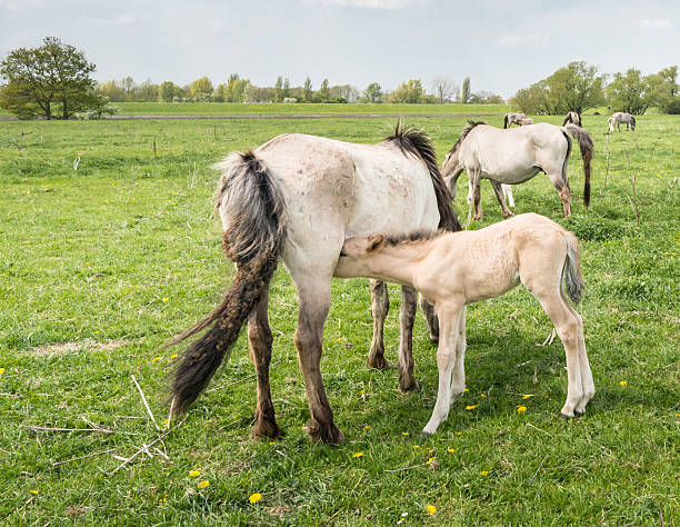 istock Young Konik foal drinking milk 519051115