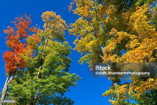 Autumn Colors Stock Photo - Download Image Now - Autumn, Beauty In Nature, Changing Color
