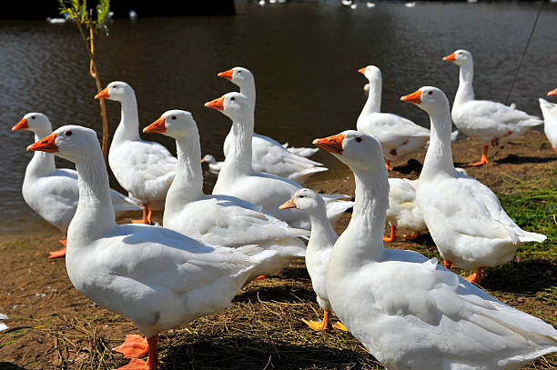 istock Fattened geese in the eco farm. 519051271
