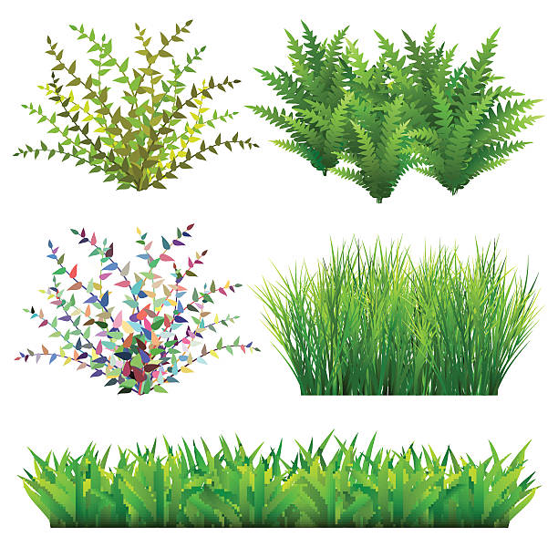 Grass And Wild Plants Grass and wild plants vector illustration. Saved in EPS 10 file with 1 transparent element. All elements are separated and well constructed for easy editing. Hi-res jpeg file included (4000 x 4000). bush isolated white background plant stock illustrations