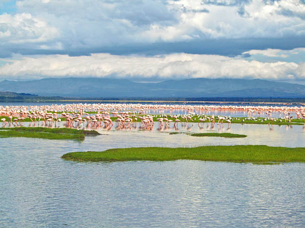 istock pink flamingos at the Lake 519051663