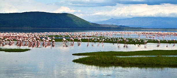 istock pink flamingos at the Lake 519051677