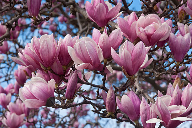 istock Saucer magnolia flowers 519051816